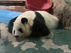 -成都动物园