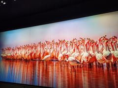 -罗红摄影艺术馆