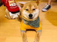 -猫色咖啡·猫咖