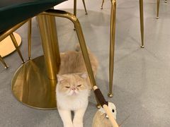 -飞行喵MR PILOT|猫舍·猫咖(静安大融城店)