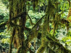 -西岭雪山大飞水景区