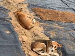 -尼甘布海鲜市场