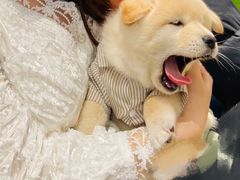 -逗柴咖啡屋·狗咖猫咖宠物桌游