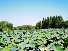 -艾溪湖湿地公园