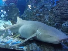 -烟台海昌鲸鲨海洋公园