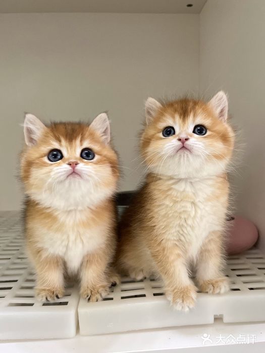 lincat·猫舍(广州店)图片