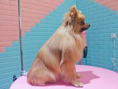 -百好乐宠物友好餐厅(朝外大街店)