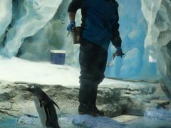 -帝企鹅自助餐厅•儿童岛•真企鹅(长隆企鹅酒店)