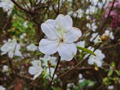 -白云山风景名胜区