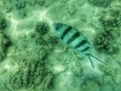 -东姑阿都拉曼海洋公园