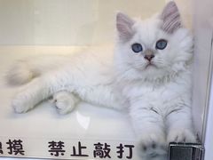 -小猫来了·猫舍(红山六九七九店)