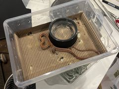 -酷以爬仙阁实体爬宠店·守宫·蜥蜴·专业繁育