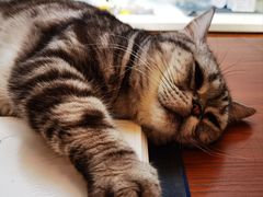 -有猫主题·治愈系猫咖(曾厝垵店)