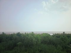 -合肥滨湖国家森林公园