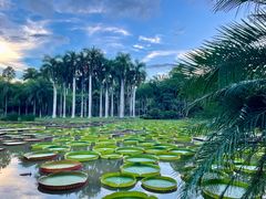 -中国科学院西双版纳热带植物园
