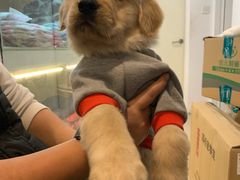 -翊宠yipet猫狗购宠庄园犬舍•猫舍