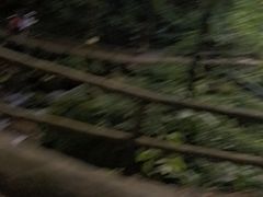 -莫里热带雨林景区