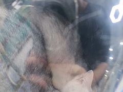 -博特宠物医院24h犬猫全科.骨科·异宠