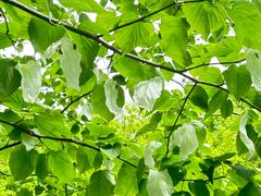 -素山寺森林公园