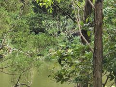 -深圳仙湖植物园