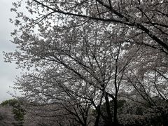 -武汉大学-樱园