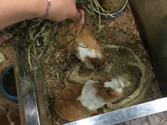 -上海大自然野生昆虫馆(东方明珠·爬宠昆虫探索中心)