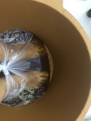 -派恩宜灰指甲鸡眼嵌甲手足癣