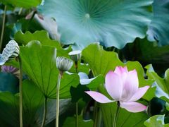 -陈家山荷花公园