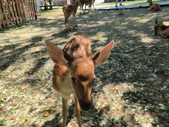 -北京鹿世界主题园