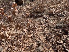 -北京西山国家森林公园