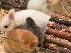 -龙猫仔乐园(惠福东路店)