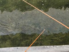 钓虾-小象钓虾·营地烧烤(洛溪店)