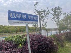 -高东镇樱花园