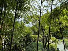 -十八棵（老龙井）御茶园(老龙井店)