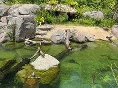 -新加坡飞禽公园