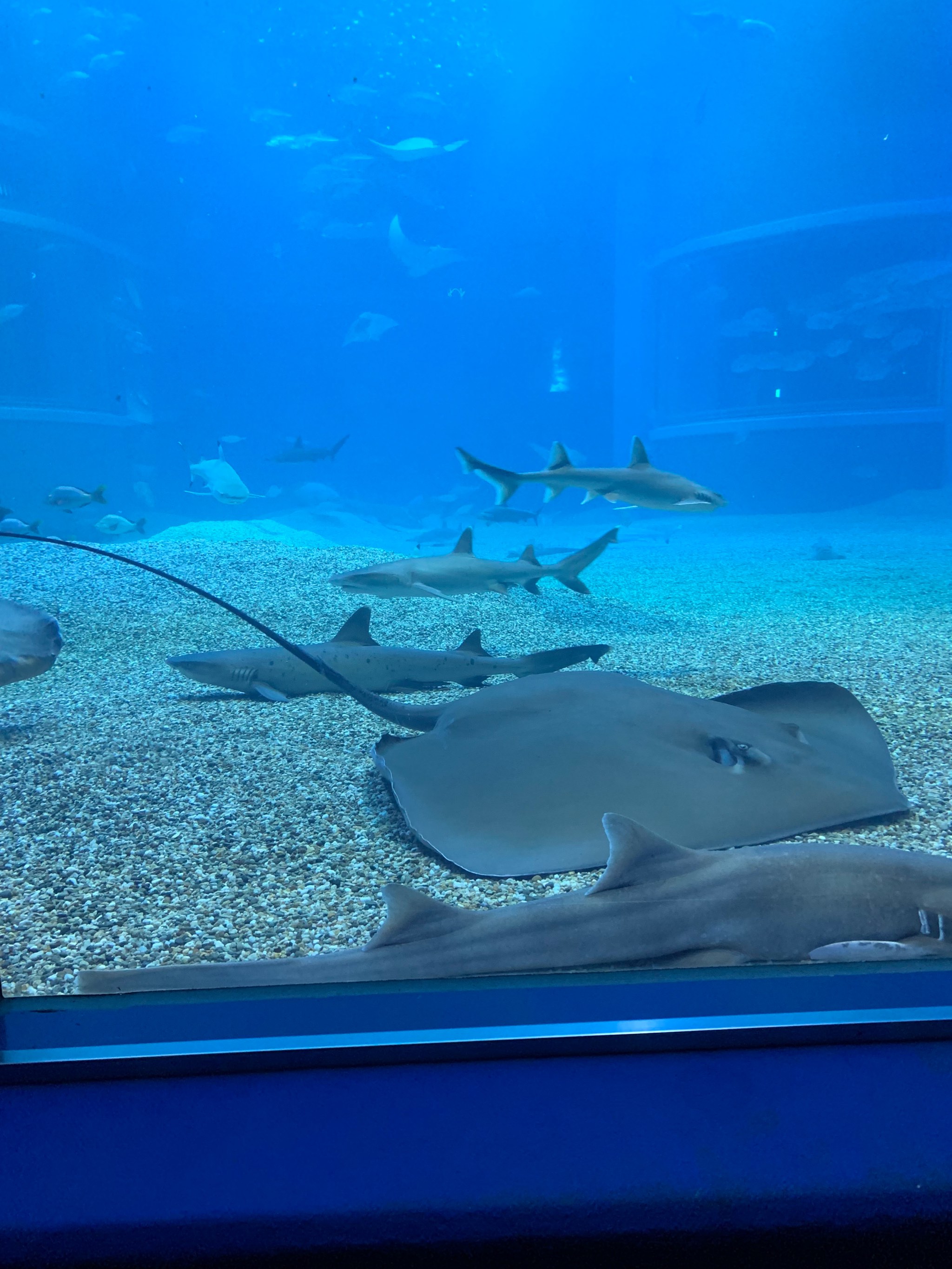 动物狂欢节水族馆图片