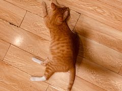 -Cappucimeow猫咪咖啡馆(韦伯时代店)