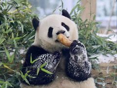 -麦当劳(保定裕华路店)