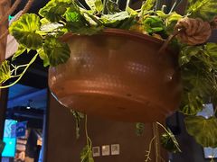 -云海肴·汽锅鸡·云南代表菜(天津国金汇店)