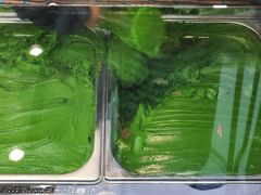 -九十葉·抹茶(南京·德基店)