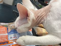 -琪喵猫屋·撸猫猫咖·猫舍