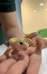 -Moni星球萌宠·小马宝莉·灵蛇·高端高阶全萌宠互动体验俱乐部(红豆国际广场店)