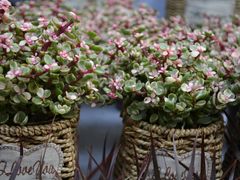 -秦美花卉(天朗·莱茵小城2期店)