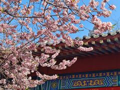 -桃花堤公园
