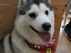 -Husky Go! 哈士奇体验馆·宠物咖啡厅狗咖