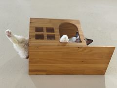 -藏猫猫咖啡主题馆(中央大道店)