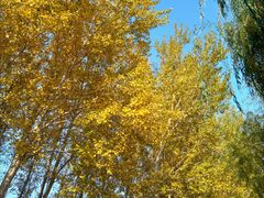 -伏尔加庄园米尼阿久尔餐厅