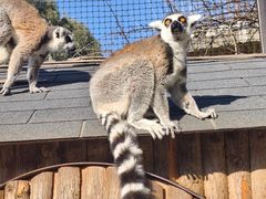 -云南野生动物园