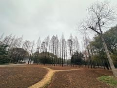 -上海滨江森林公园