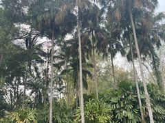 -中国科学院西双版纳热带植物园